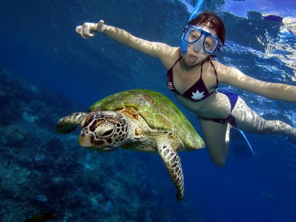 Great Barrier Reef Diving and Snorkeling Cruise, Cairns, Australia