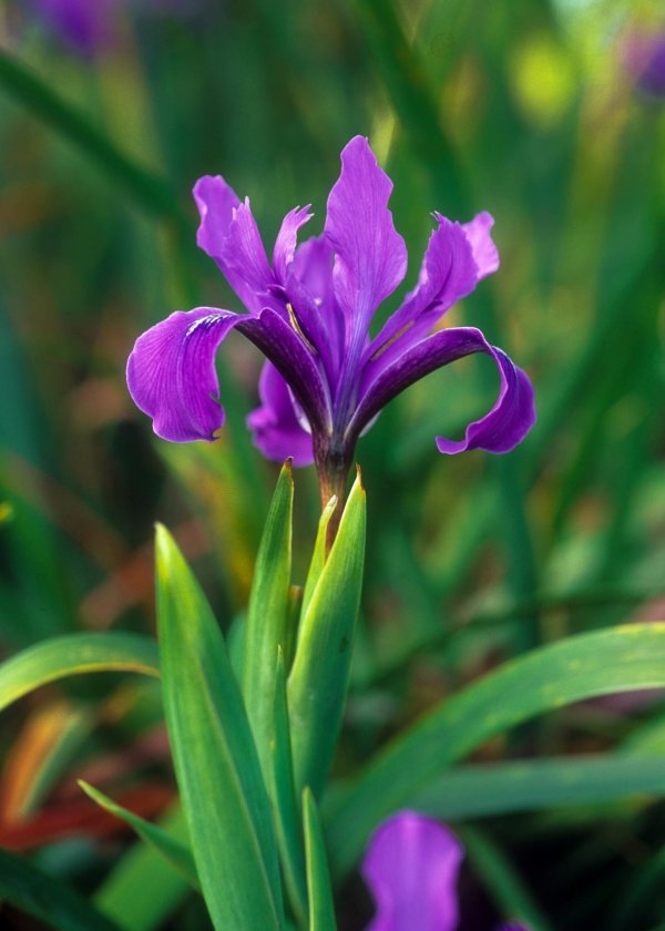 Iris