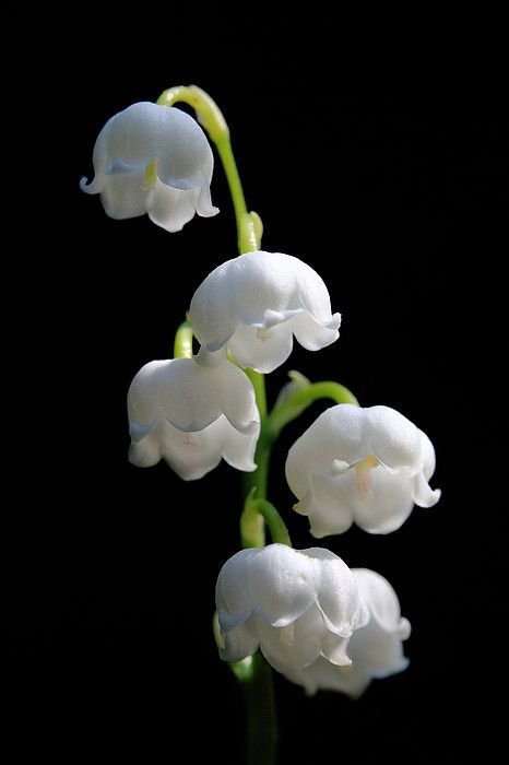 Flower, White, Plant, Petal, Lily of the valley,