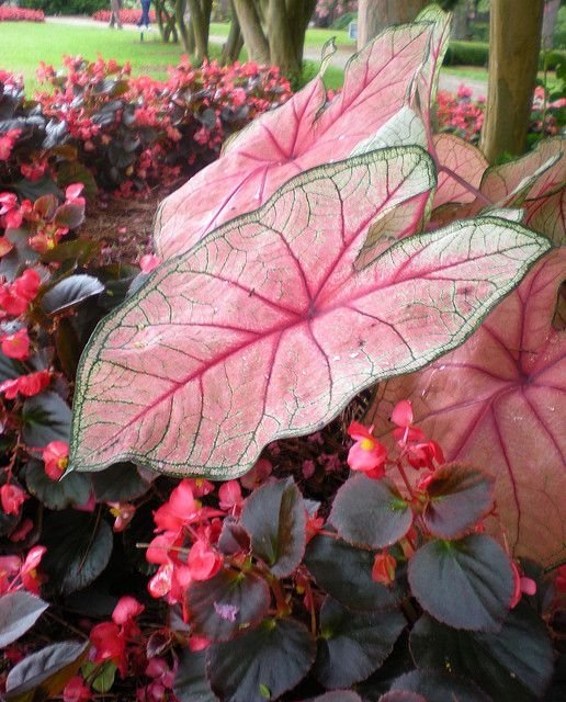 Elephant Ears