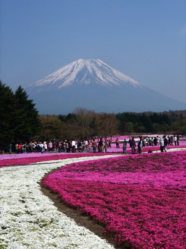 Shiba-zakura, Japan