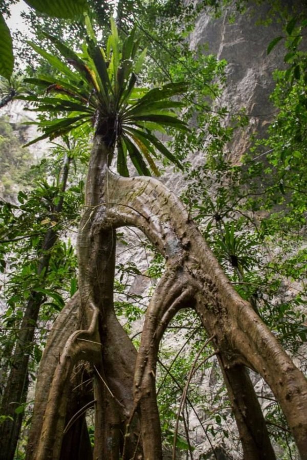 Amazing Jungle inside Hang Son Doong Cave