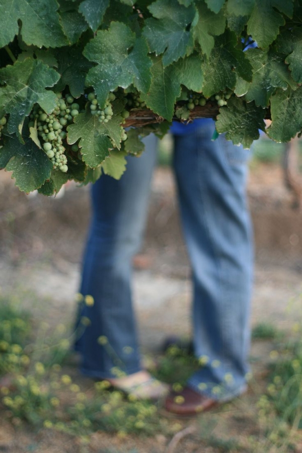 Visit a Vineyard