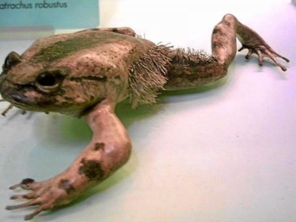 The Hairy Frog