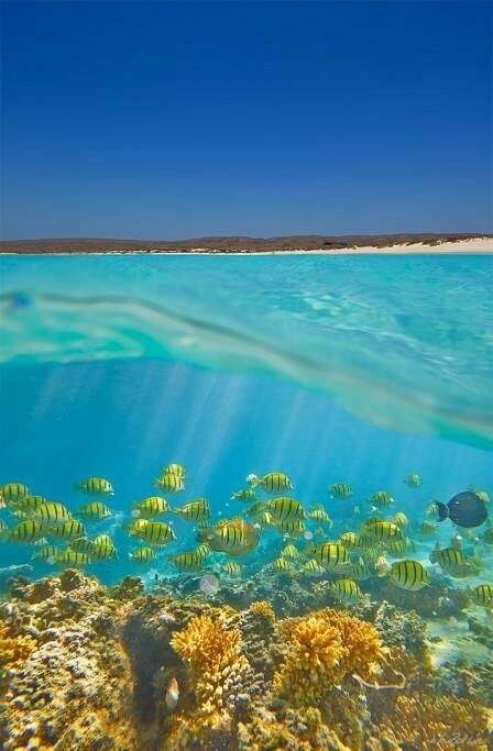 Ningaloo Reef