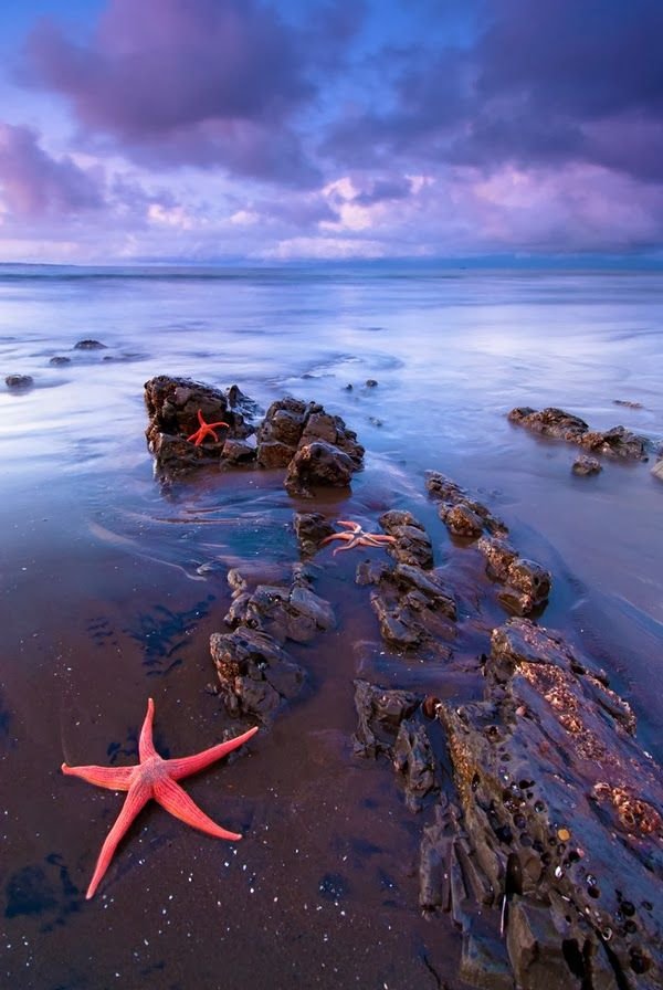 Pink Starfish