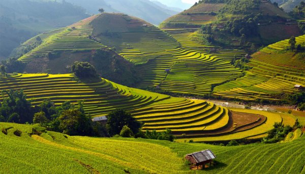 Rice Terraces in Vietnam