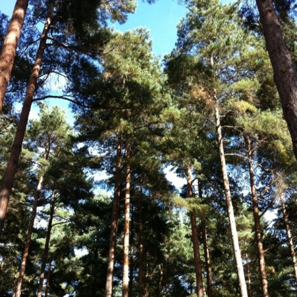 Swinley Forest, Windsor