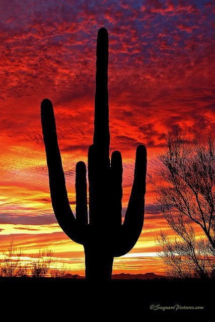 Arizona - Saguero National Park