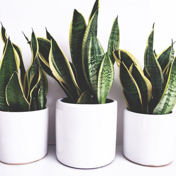 Snake Plant