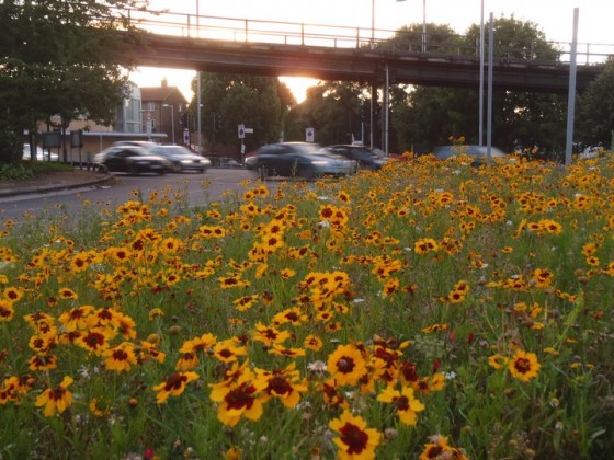 Guerrilla Gardening