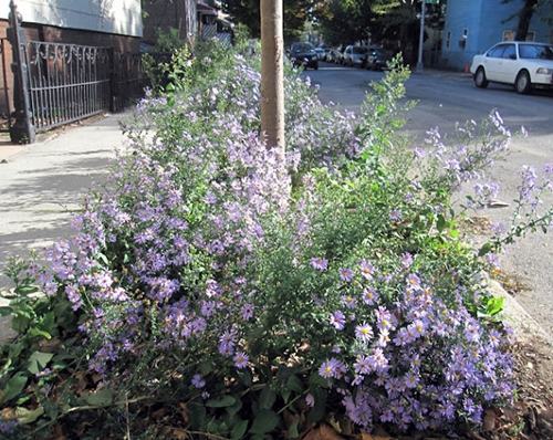 New York City Garden