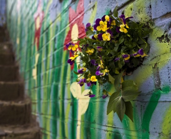 the Pothole Gardener