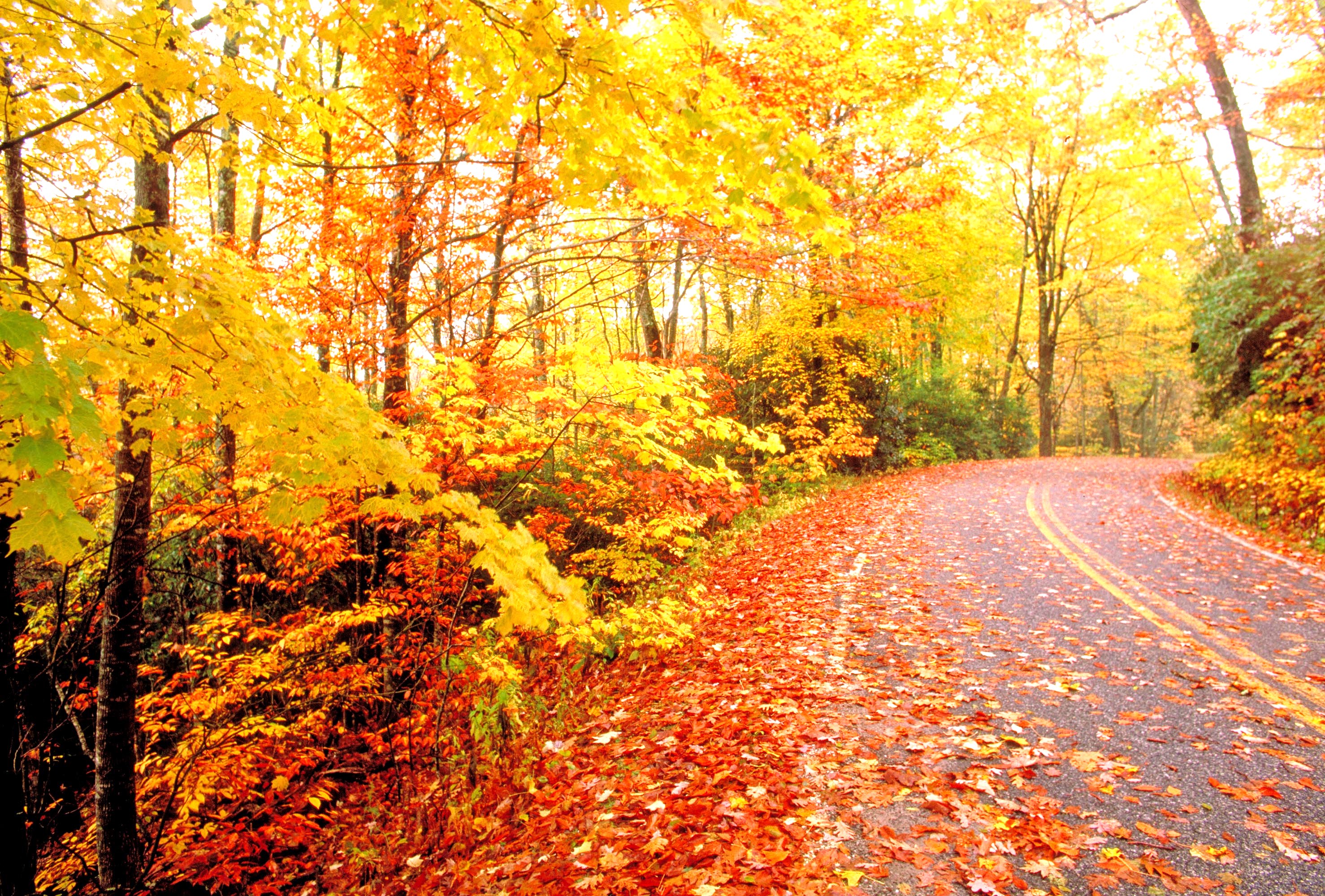 Changing Leaves 20 Reasons to Get Excited for Fall …