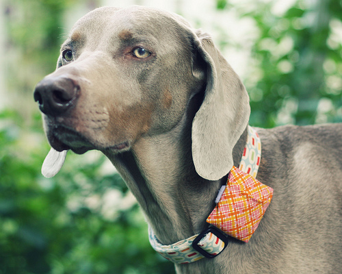 Collar Pouch