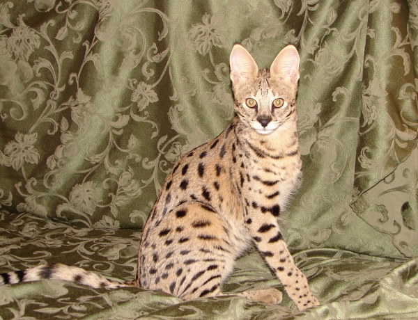 Savannah Cat