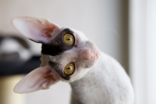 Cornish Rex