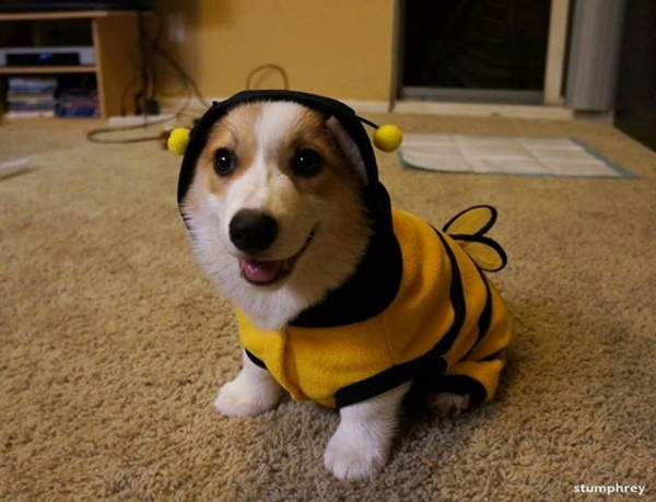 Just Bee…