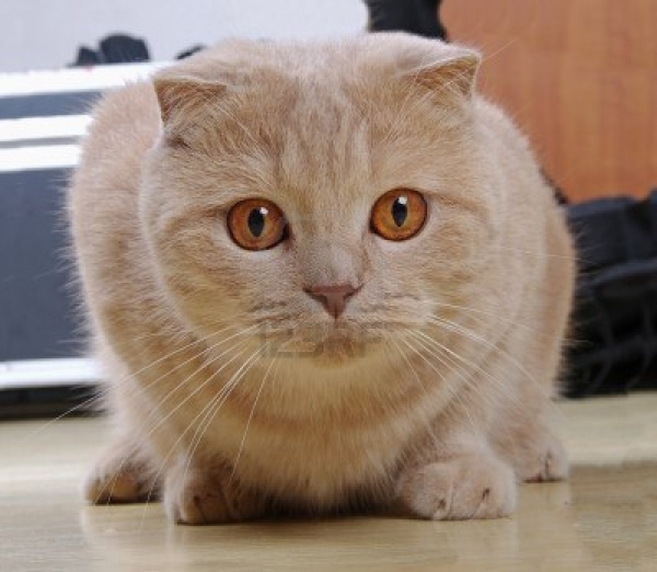 Scottish Fold