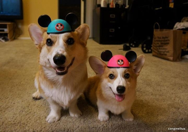 Disney Dogs…