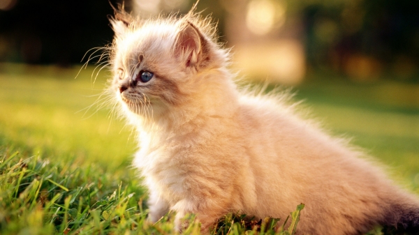 Teacup Persian