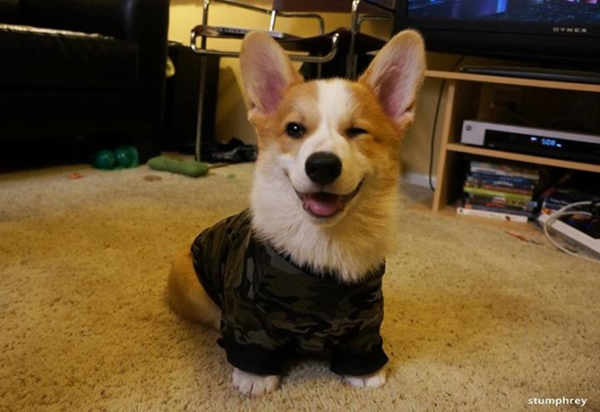 Army Dog…