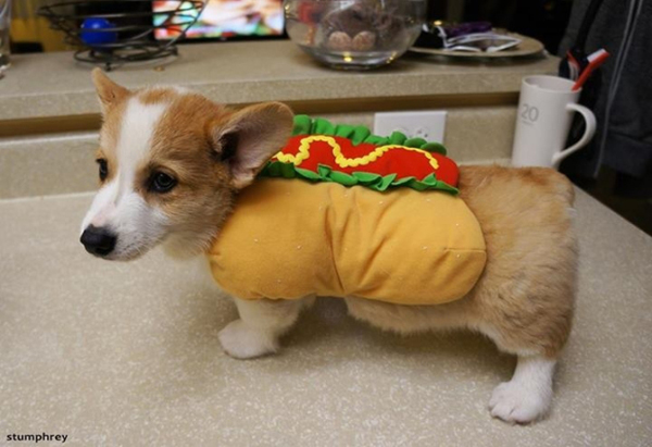 Hot Dog!