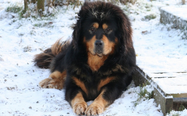 Tibetan Mastiff