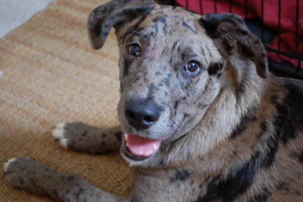 Louisiana Catahoula Leopard Dog