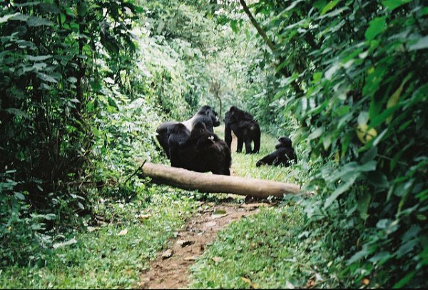 Bwindi Impenetrable National Park, Uganda