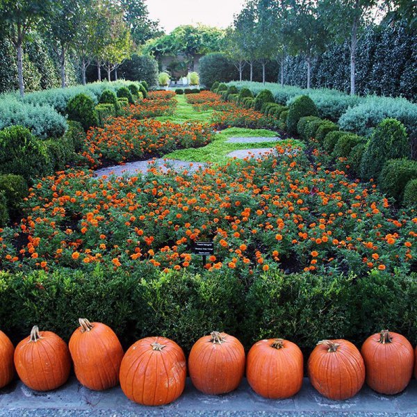 garden, botanical garden, pumpkin, cucurbita, plant,