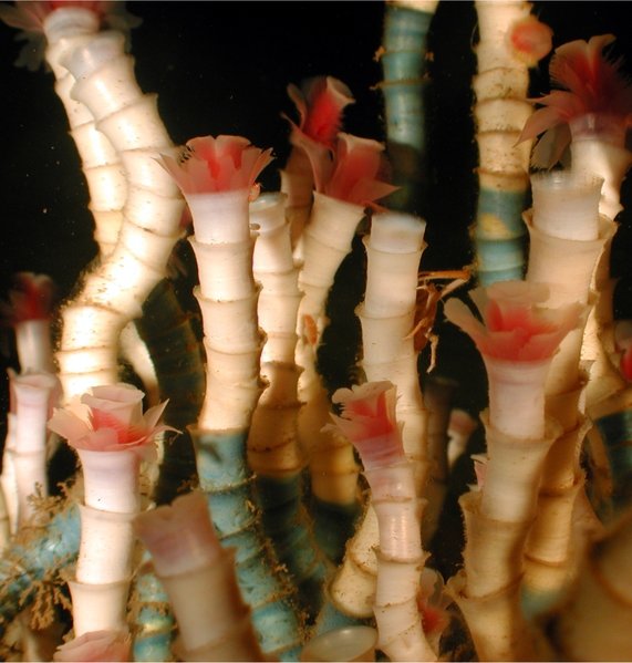 LAMELLIBRACHIA Tube Worms