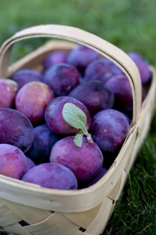 Plums