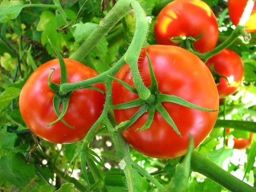 Tomatoes