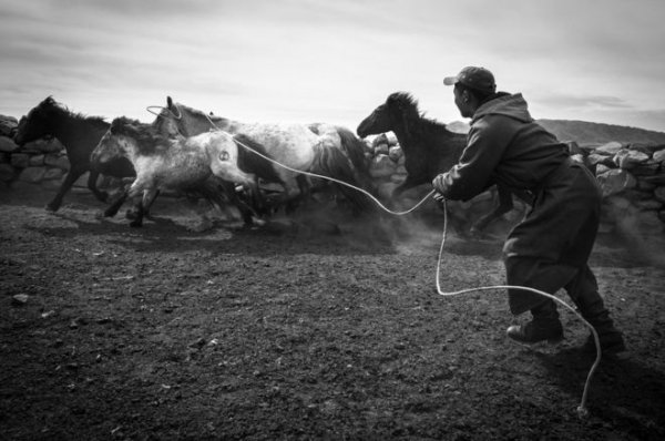 black and white, photograph, horse, image, photography,