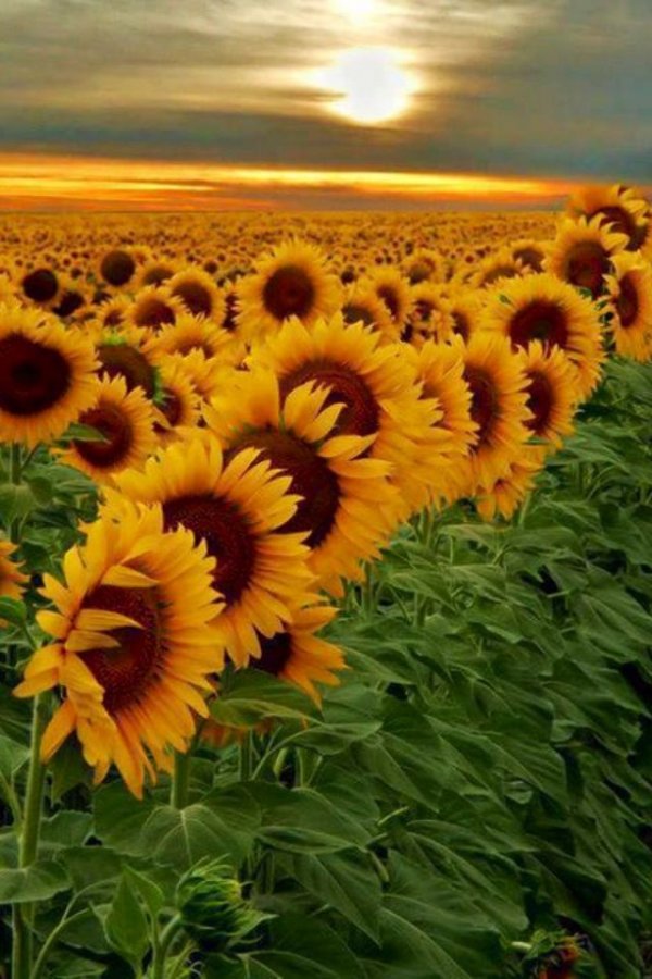 Fields of Sunflowers