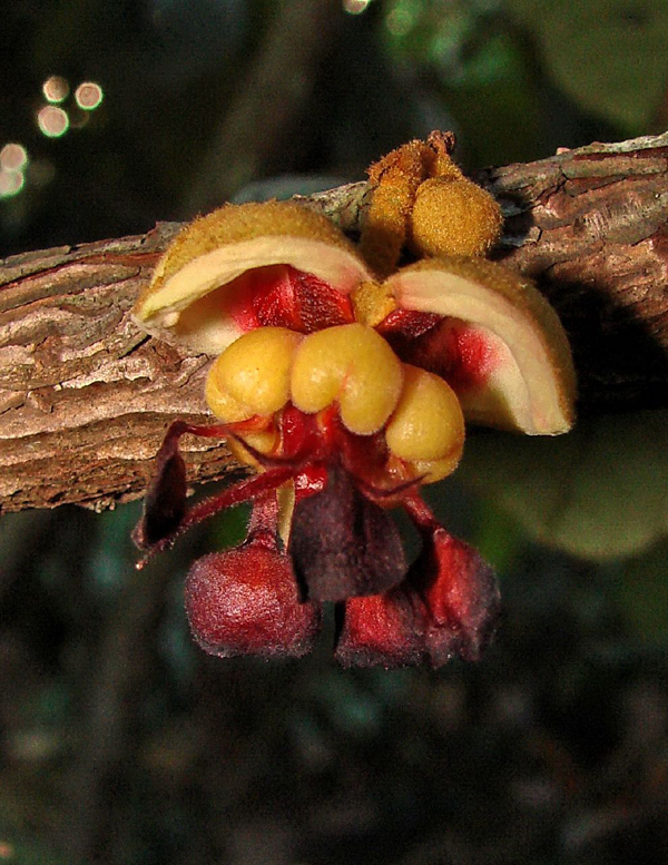 Guarana