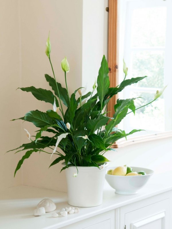 Peace Lily