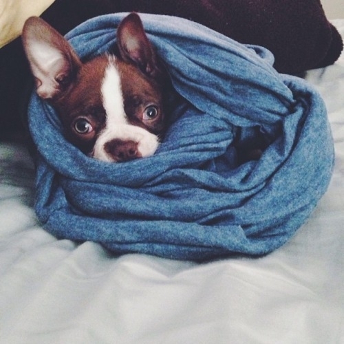 dog,mammal,vertebrate,blue,boston terrier,