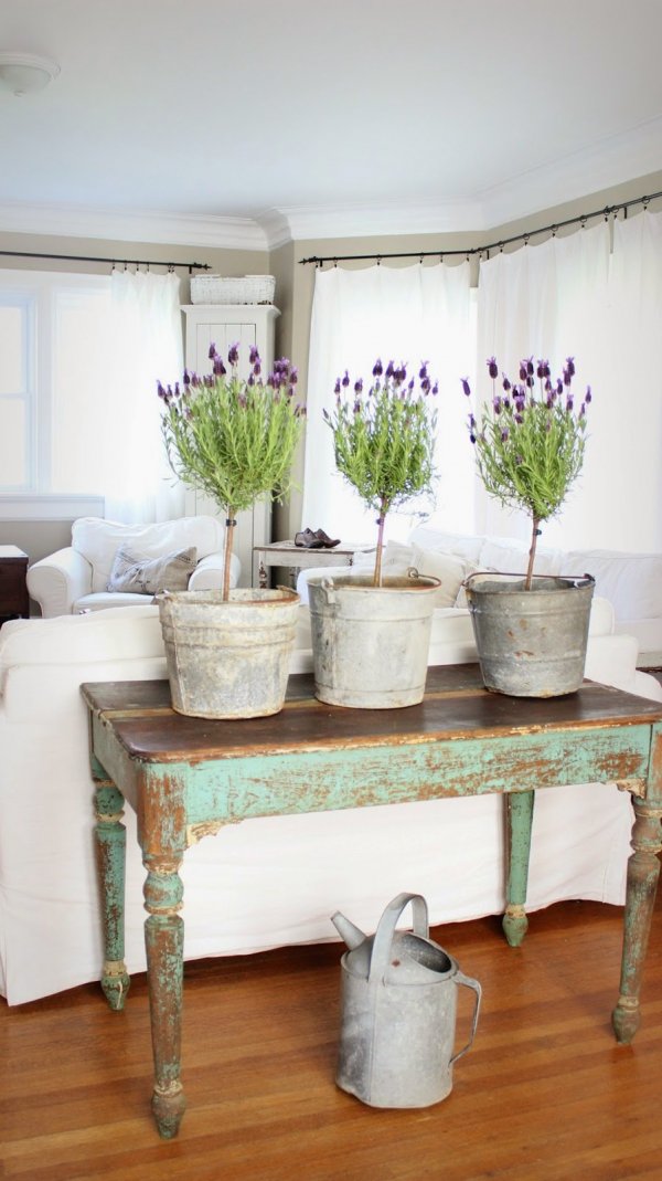 Lavender Topiaries in Galvanized Buckets