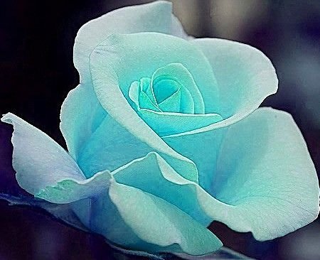 Tiffany Blue Rose