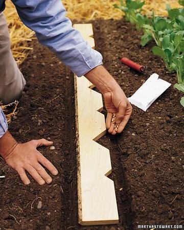 Planter's Yardstick