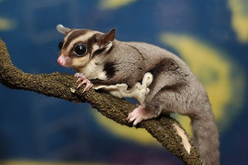 Sugar Gliders