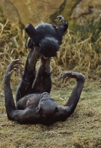 Bonobo Airplanes