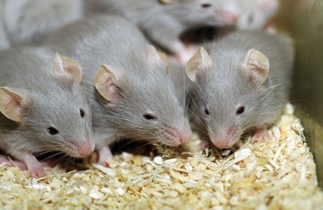 The Mouse is Pregnant – Now It’s Not