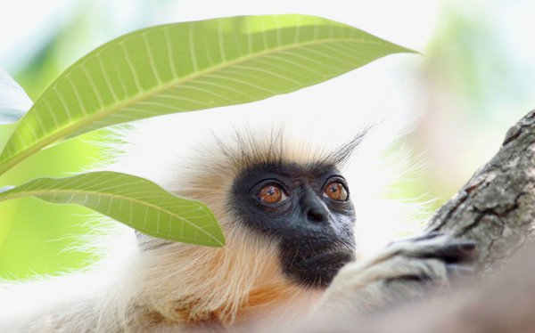 mammal, vertebrate, primate, fauna, langur,