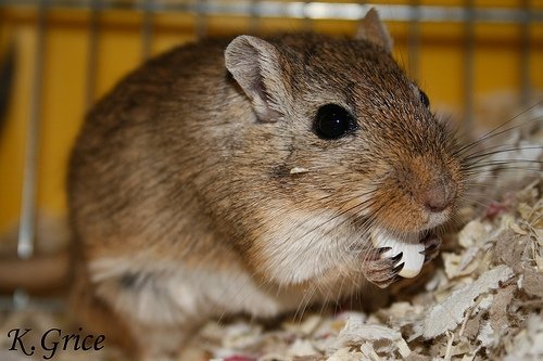 Gerbils