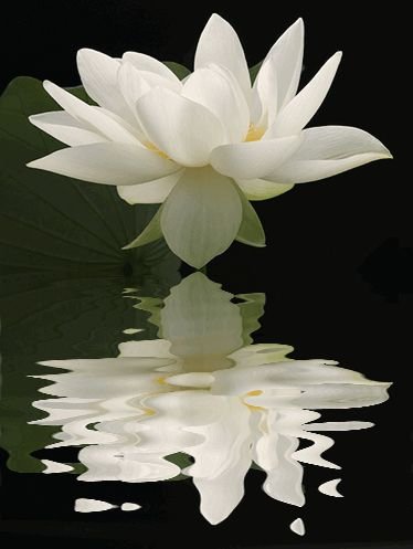 flower,white,plant,flora,lily,