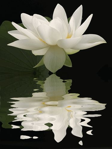 Lotus Flower