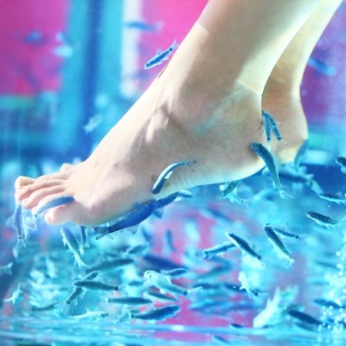Fish Nibble Pedicure